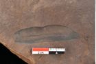 Foto (Detailsansicht) von Quercus palaeoilex Ettingshausen (NHMW-GEO-2024-0188-0821)